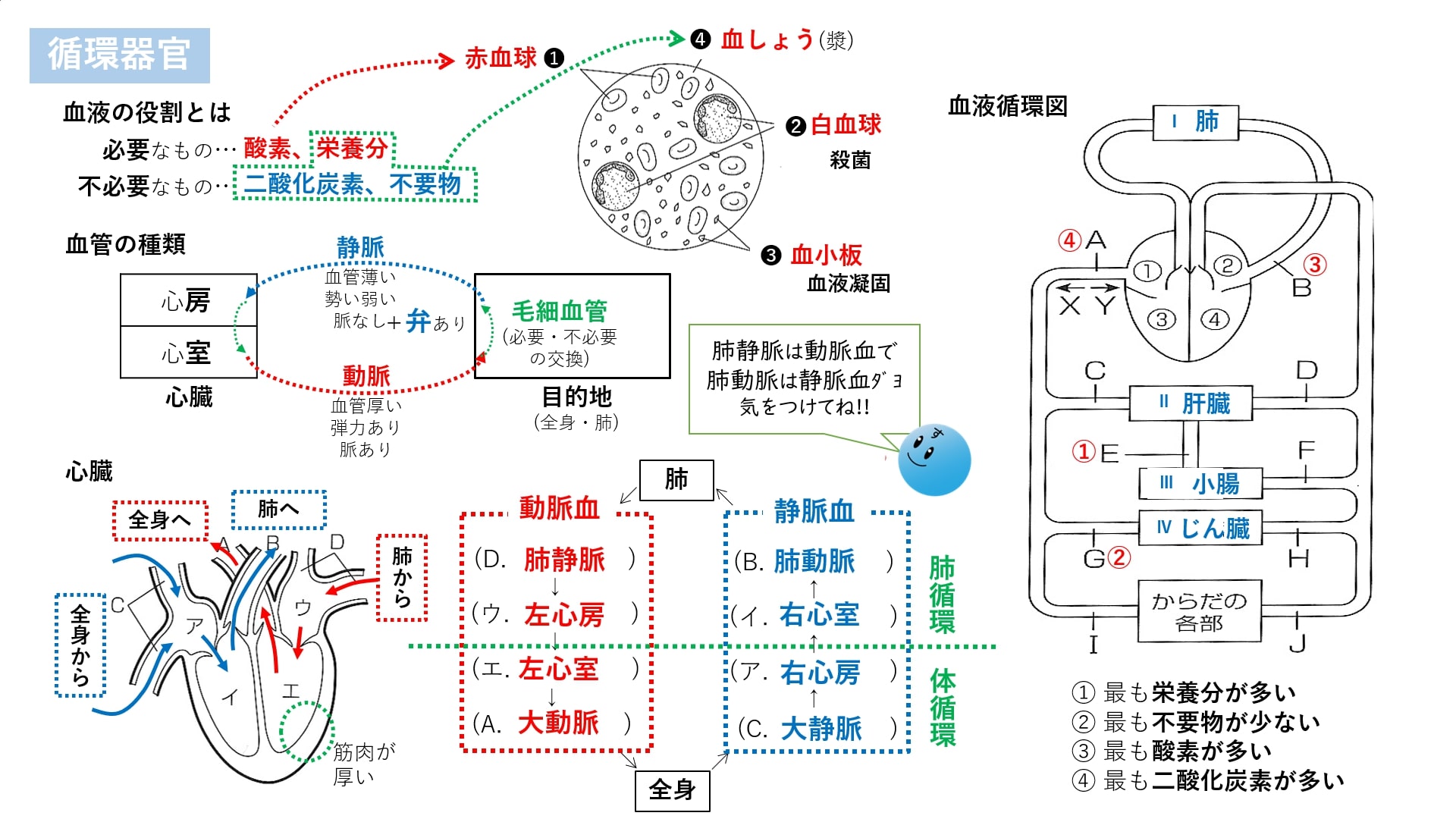 生物 21 07 呼吸器官 排出器官の基本知識 オンライン授業と動画で合格をサポート 中学受験のミカタ