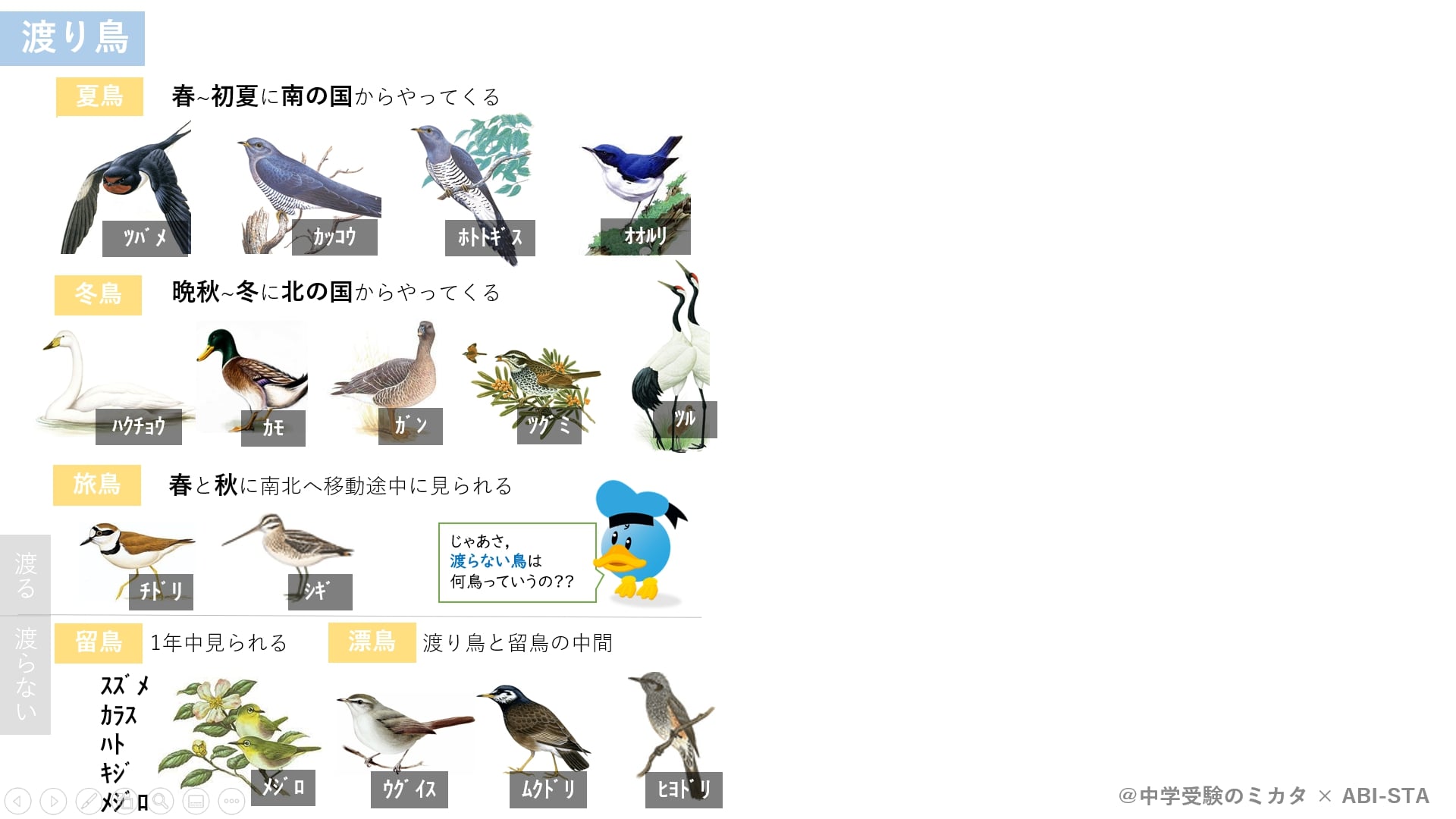 生物 22 15 渡り鳥と渡らない鳥 入試に出る鳥15選 オンライン授業と動画で合格をサポート 中学受験のミカタ