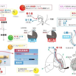 呼吸器官・循環器官 ～知識 編