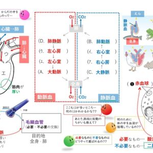 循環器官 ～知識 編