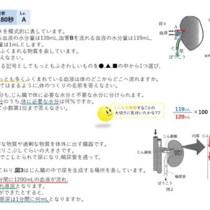排出器官 ～演習 編