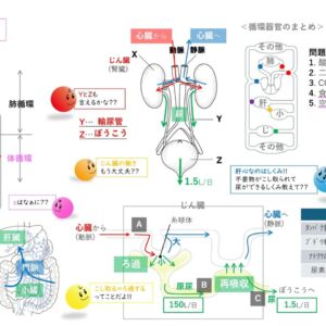 排出器官 ～知識 編