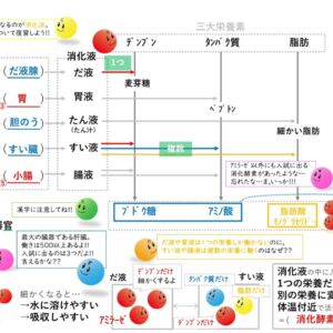 消化器官 ～知識 編